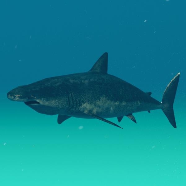 Shark 3D Model - دانلود مدل سه بعدی کوسه - آبجکت سه بعدی کوسه - دانلود مدل سه بعدی fbx - دانلود مدل سه بعدی obj -Shark 3d model - Shark object - download Shark 3d model - 